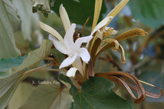 Pterospermum acerifolium